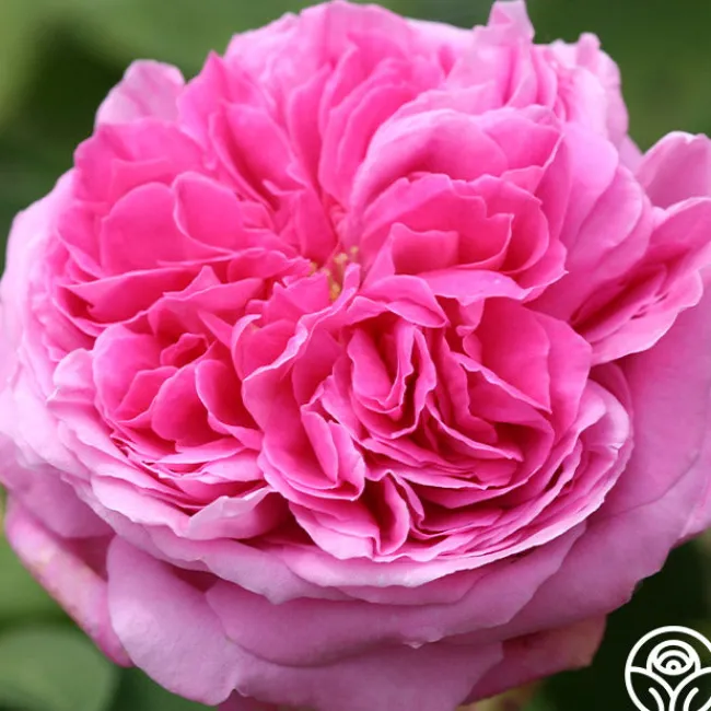 Yolande de Aragon>Heirloom Roses Discount