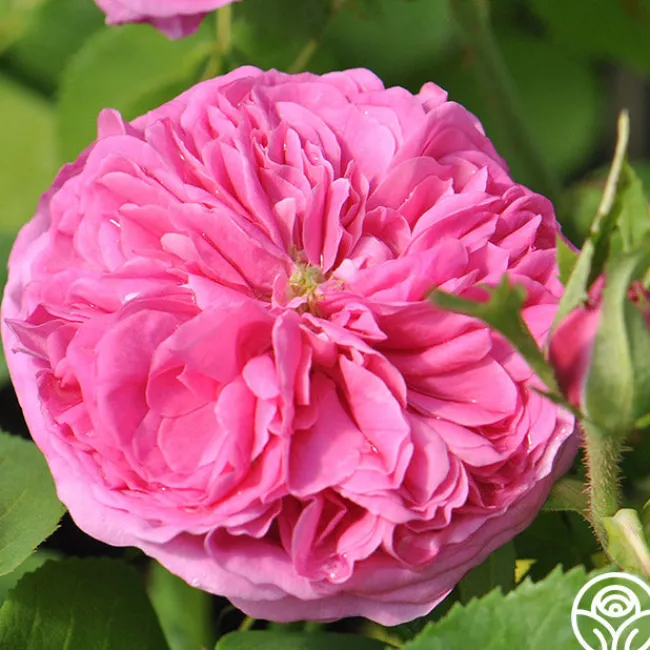 Yolande de Aragon>Heirloom Roses Discount