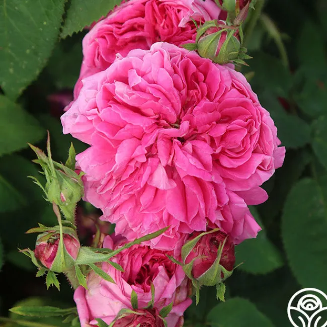 Yolande de Aragon>Heirloom Roses Discount