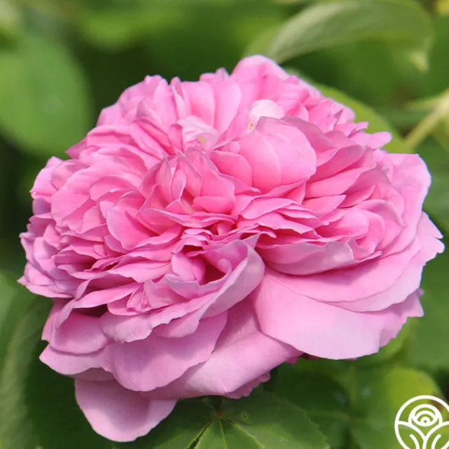 Yolande de Aragon>Heirloom Roses Discount