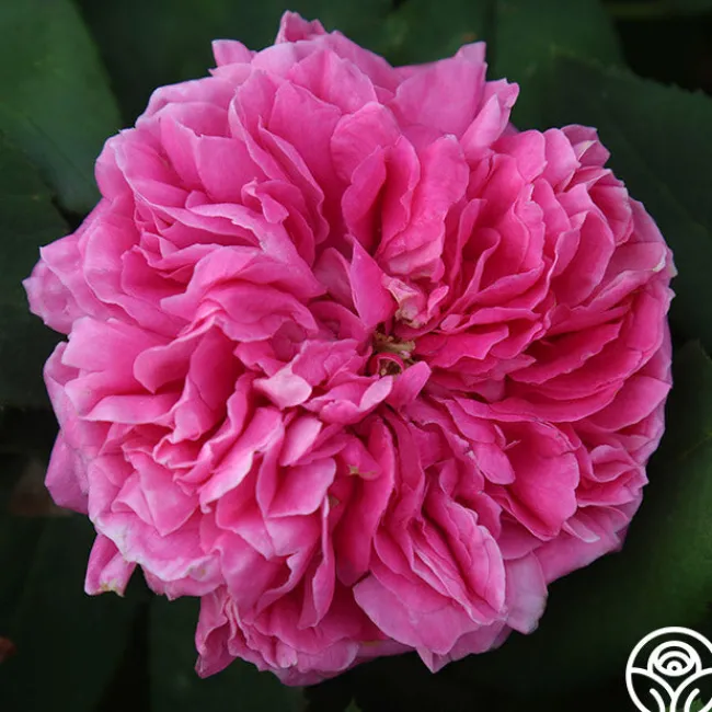 Yolande de Aragon>Heirloom Roses Discount