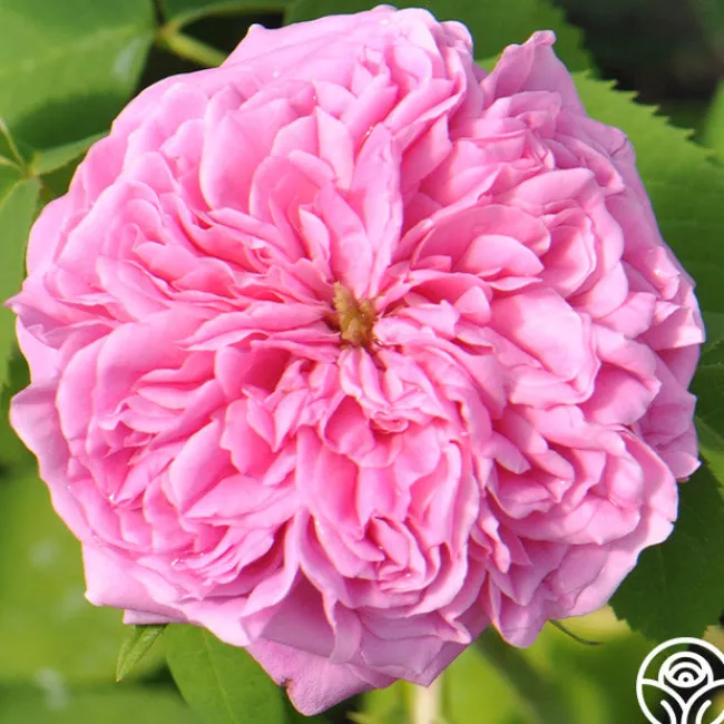 Yolande de Aragon>Heirloom Roses Discount