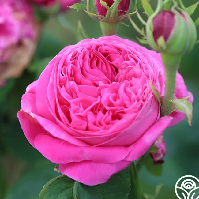 Yolande de Aragon>Heirloom Roses Discount