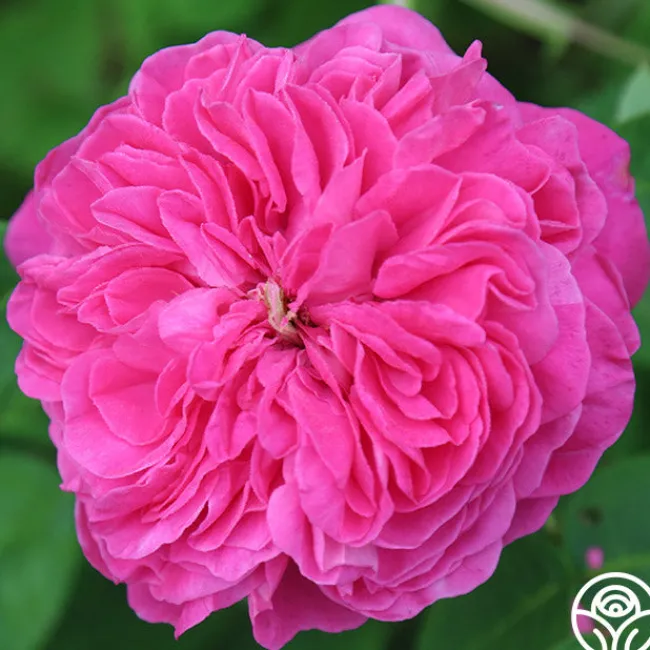 Yolande de Aragon>Heirloom Roses Discount