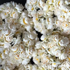 Yosemite Valley>Heirloom Roses New