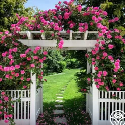 Zéphirine Drouhin>Heirloom Roses Outlet