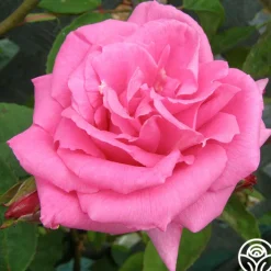 Zéphirine Drouhin>Heirloom Roses Outlet