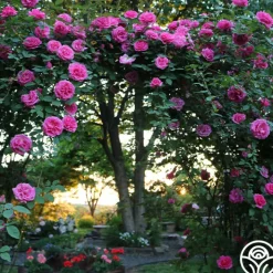 Zéphirine Drouhin><noscript><img width=