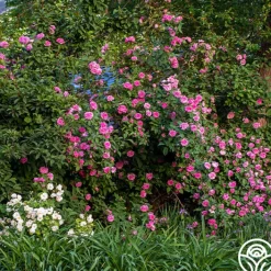 Zéphirine Drouhin><noscript><img width=