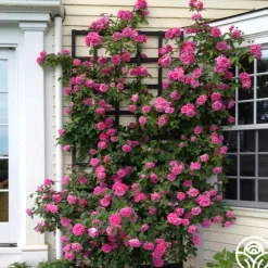 Zéphirine Drouhin><noscript><img width=