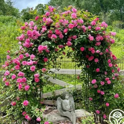 Zéphirine Drouhin><noscript><img width=