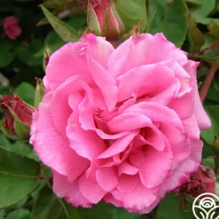 Zéphirine Drouhin><noscript><img width=