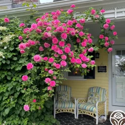 Zéphirine Drouhin><noscript><img width=