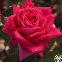 Acapella®>Heirloom Roses