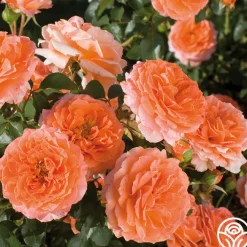 Adobe Sunrise™>Heirloom Roses Discount