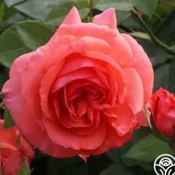 America™>Heirloom Roses Online