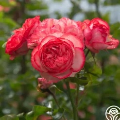 Antique>Heirloom Roses Best