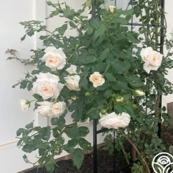 Arborose® Honeymoon>Heirloom Roses New