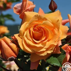 Arborose® Tangerine Skies>Heirloom Roses Outlet
