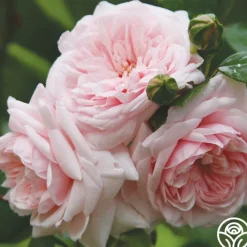 Awakening™>Heirloom Roses Sale
