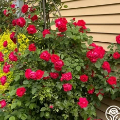 Blaze>Heirloom Roses Discount