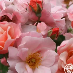 Clair Matin®>Heirloom Roses
