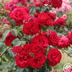 Dublin Bay®>Heirloom Roses
