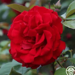 Dublin Bay®>Heirloom Roses