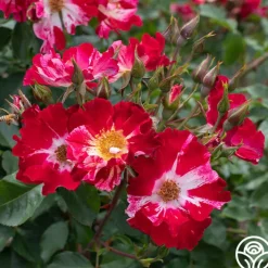Fourth Of July™>Heirloom Roses Clearance