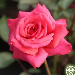Galway Bay®>Heirloom Roses Discount