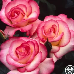 Handel>Heirloom Roses Online