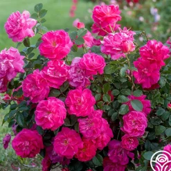 Highwire Flyer™>Heirloom Roses Discount