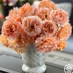 Polka®>Heirloom Roses Discount