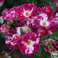 Purple Splash>Heirloom Roses New
