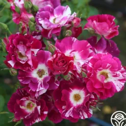 Purple Splash>Heirloom Roses New