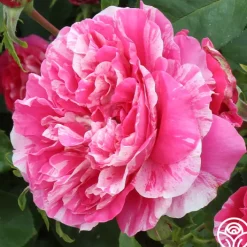 Raspberry Cream Twirl™>Heirloom Roses Sale