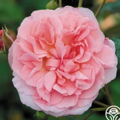 Strawberry Hill®>Heirloom Roses Online