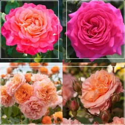 50th Anniversary Favorites Collection>Heirloom Roses Outlet
