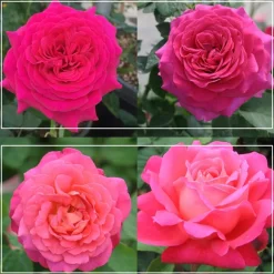 50th Anniversary Fragrant Roses Collection>Heirloom Roses Hot
