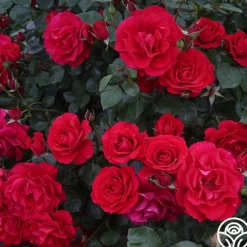 The Prince's Trust™>Heirloom Roses Clearance