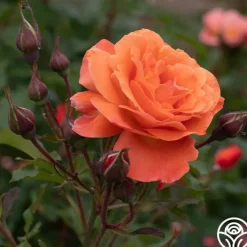 Westerland™>Heirloom Roses Online