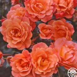 Westerland™>Heirloom Roses Online